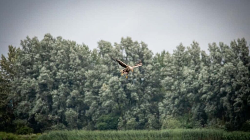 How Eritrea Facebook bloggers can collaborate with Canada advertisers in 2025