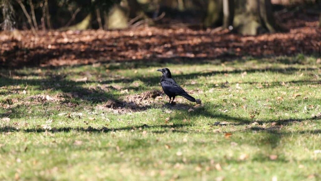 2025 Sudan Pinterest AllCategory Advertising Rate Card for Eritrea Market