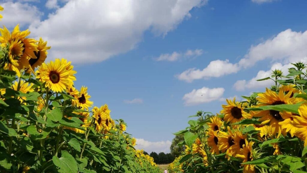 2025 Ethiopia Telegram All Category Advertising Rate Card