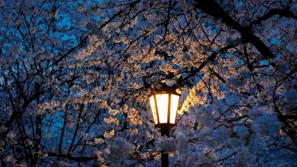 2025 Japan Instagram All-Category Advertising Rate Card