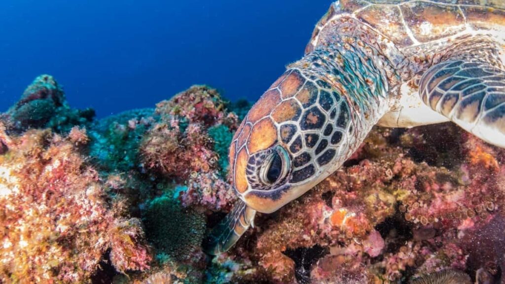 2025 South Africa WhatsApp AllCategory Advertising Rate Card 逐步揭秘