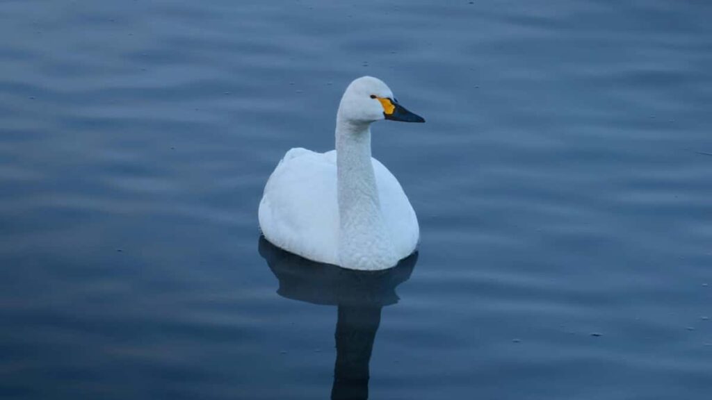 2025 Switzerland Twitter AllCategory Advertising Rate Card Eritrea Perspective