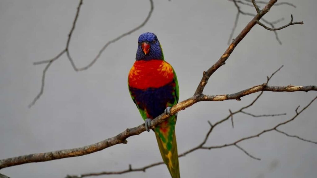 2025 United States Pinterest AllCategory Advertising Rate Card for Eritrea