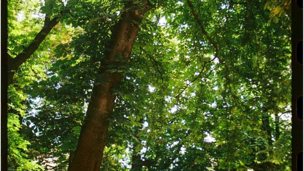 2025 Netherlands LinkedIn AllCategory Advertising Rate Card Eritrea Focus