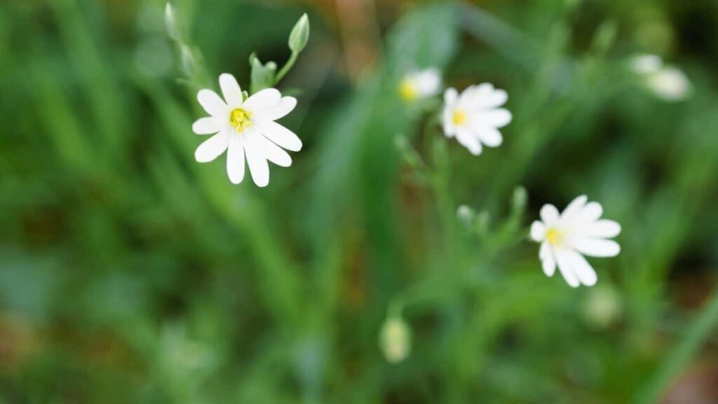 Eritrea TikTok Bloggers合作與 Sudan 廣告商2025年實戰指南