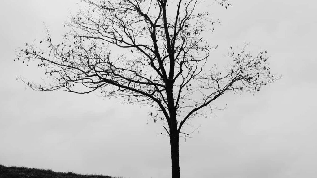 2025 Qatar Pinterest All-Category Advertising Rate Card