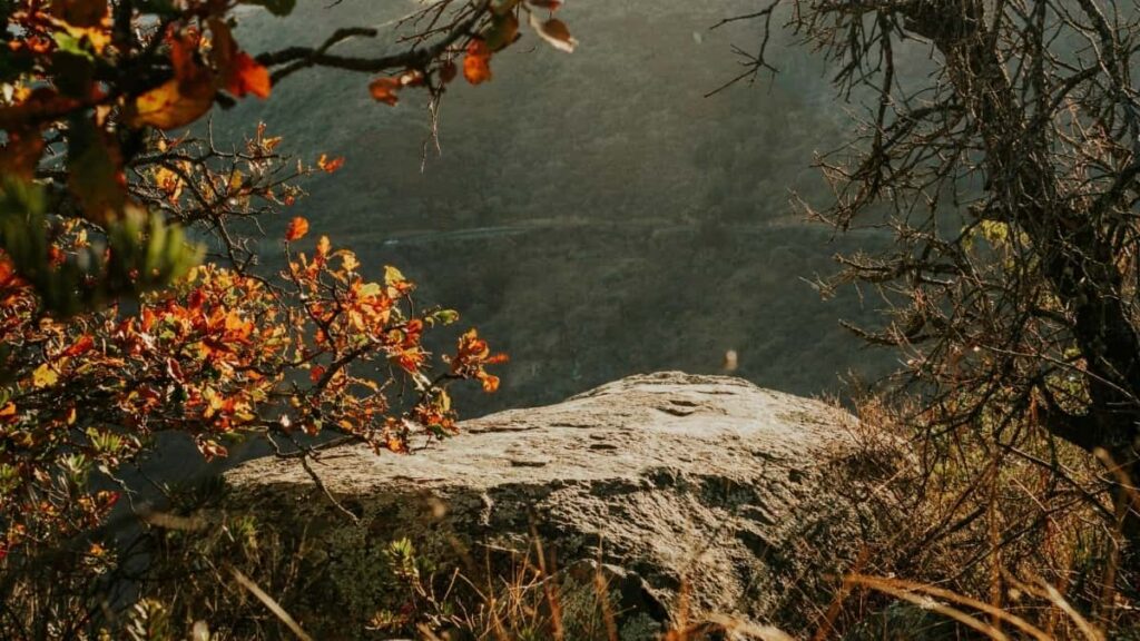 2025 Canada Pinterest Tamabet Baka Foni T’eyu T’k’ey Fets’ameh