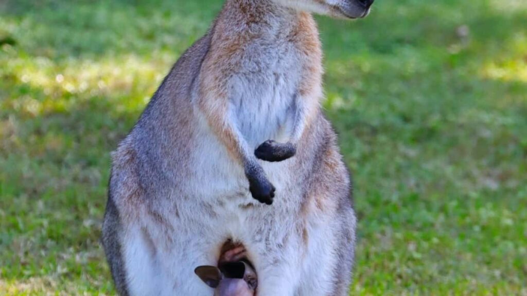 2025 Germany Twitter All Category Advertising Rate Card