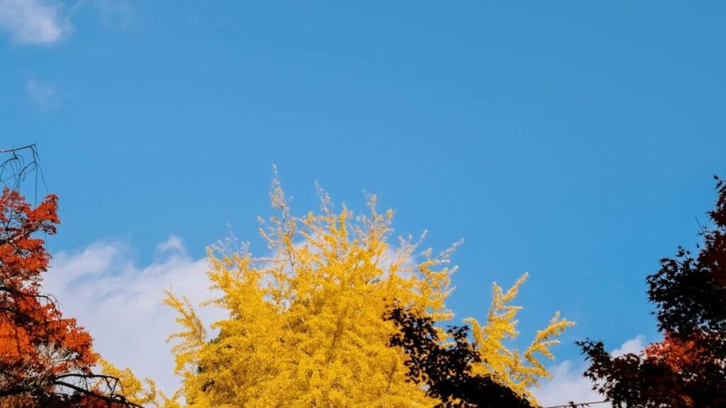 2025 Indonesia Twitter ሓላፍነት ማሕበራዊ ማሕበር ዋጋ ሰንጠረዥ