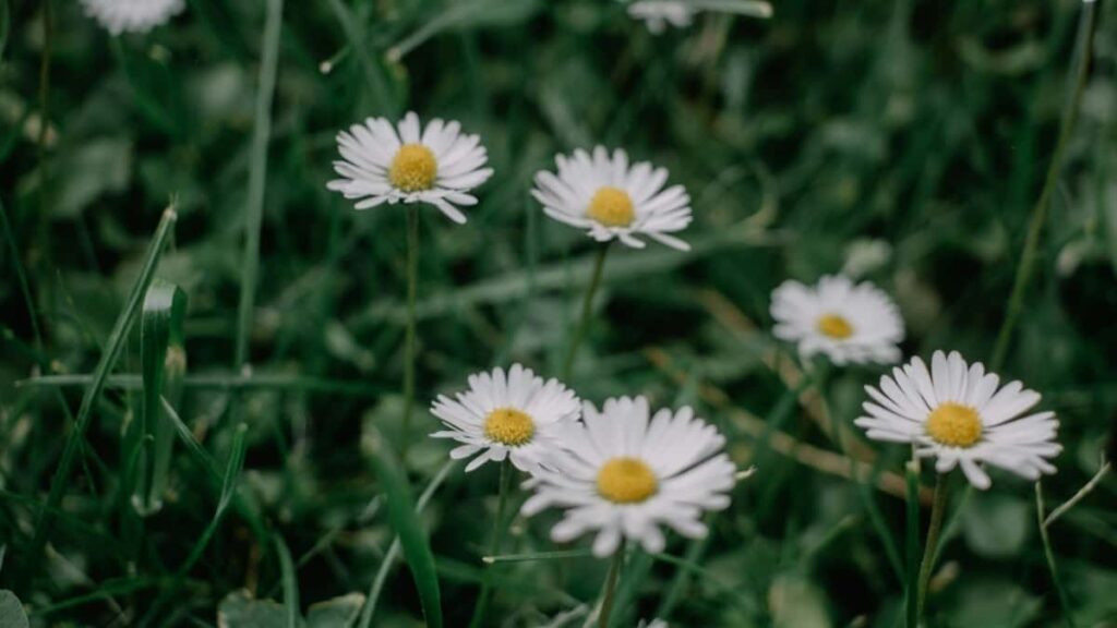 2025 Saudi Arabia Pinterest Advertising Rates Eritrea Market Guide