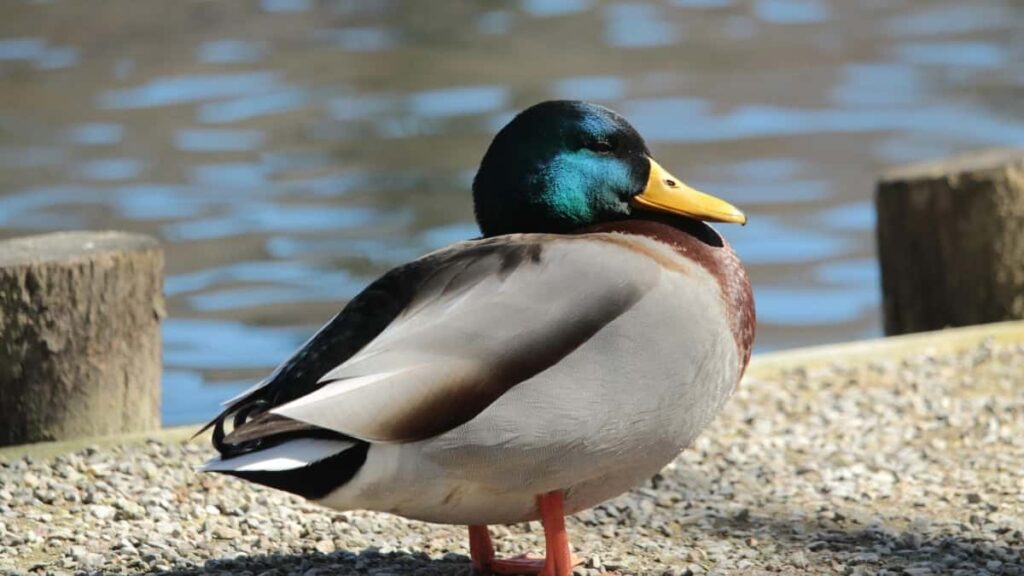 2025 Belgium Twitter All-Category Advertising Rate Card