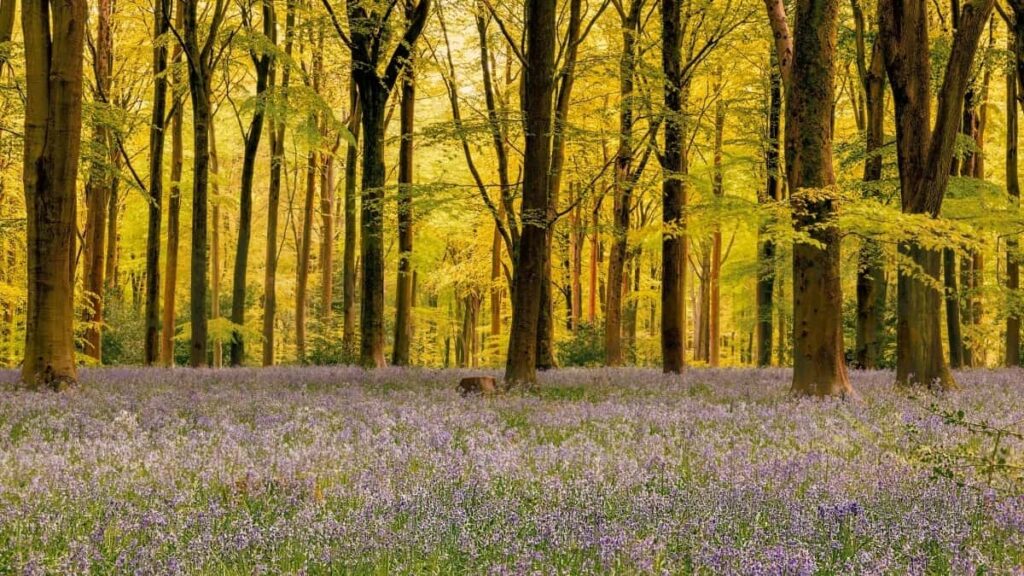 2025 India TikTok All-Category Advertising Rate Card