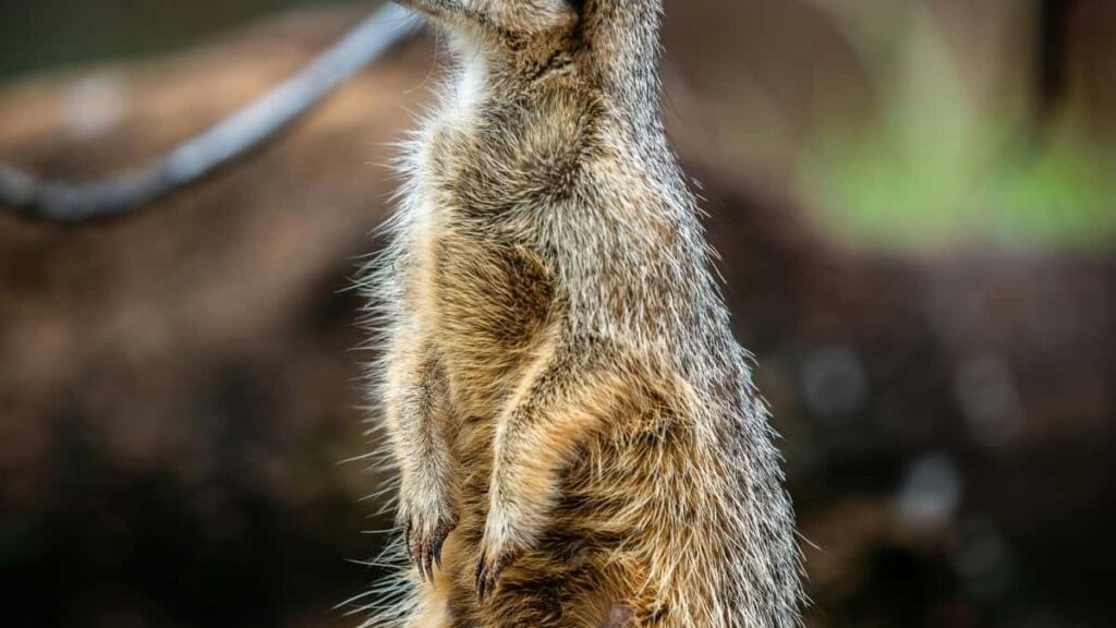 2025 Spain Snapchat All-Category Advertising Rate Card Eritrea