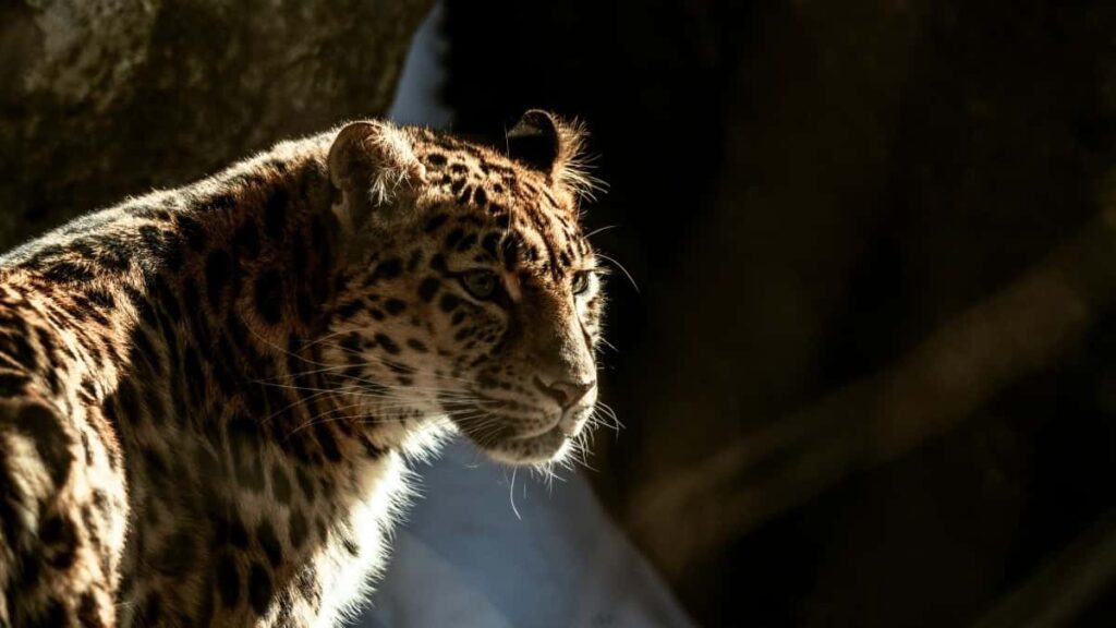 2025 Turkey LinkedIn All Category Advertising Rate Card