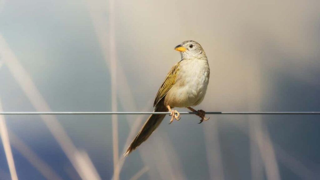 2025 France WhatsApp All-Category Advertising Rate Card