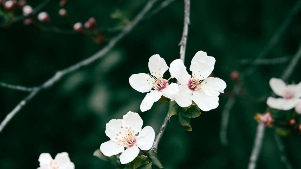 2025 Saudi Arabia YouTube All-Category Advertising Rate Card for Eritrea