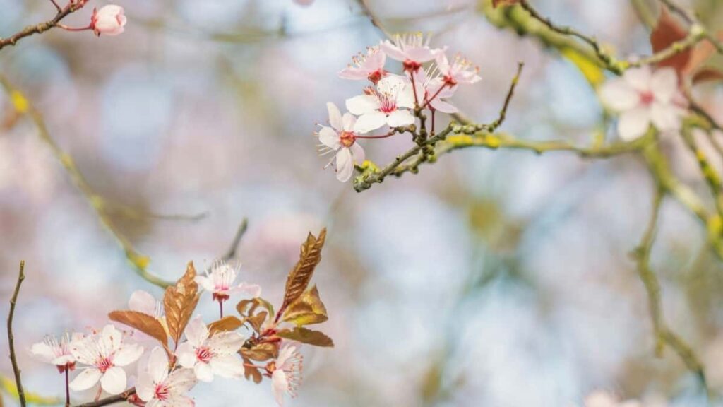 2025 Canada Instagram AllCategory Advertising Rate Card