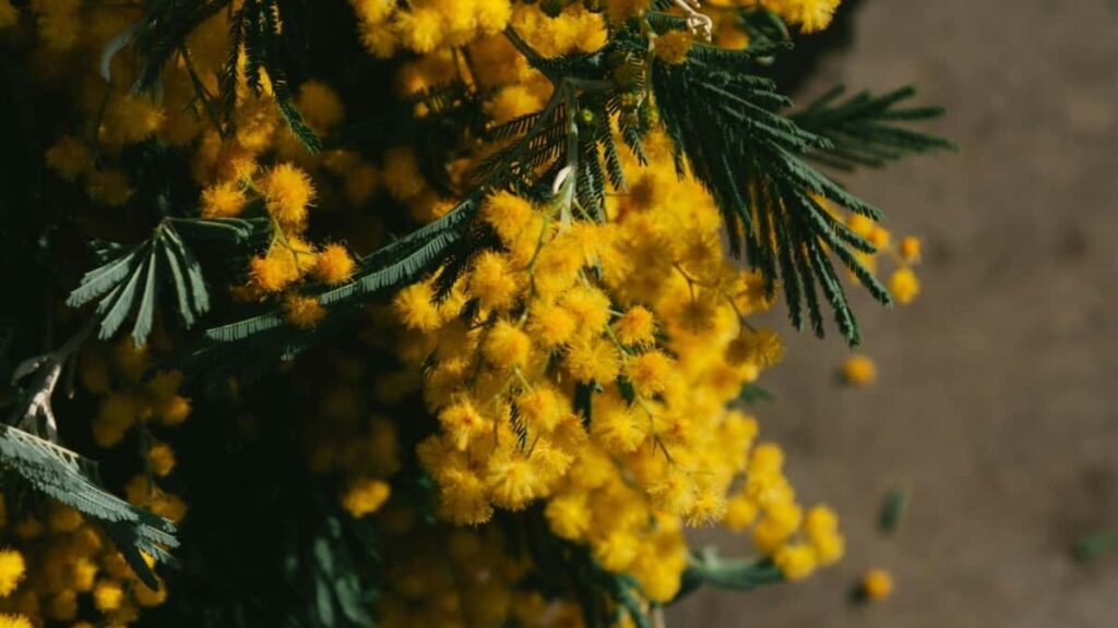 Eritrea WhatsApp 博主如何在2025年与美國广告主合作