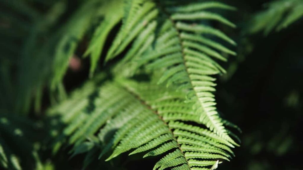 How Eritrea YouTube bloggers can collaborate with Belgium advertisers in 2025