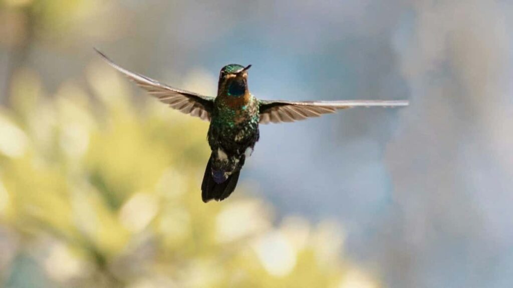 2025 UAE Snapchat Media Buying Rate Card for Eritrea Adverts