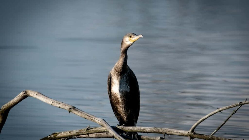 2025 Spain LinkedIn AllCategory Advertising Rate Card Guide for Eritrea