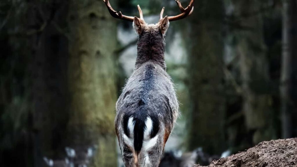 2025 Eritrea Pinterest Kullom Media Ad Rate Card