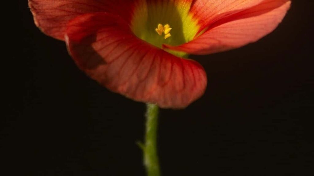 2025 Norway Facebook Ad Rates Guide for Eritrea Advertisers