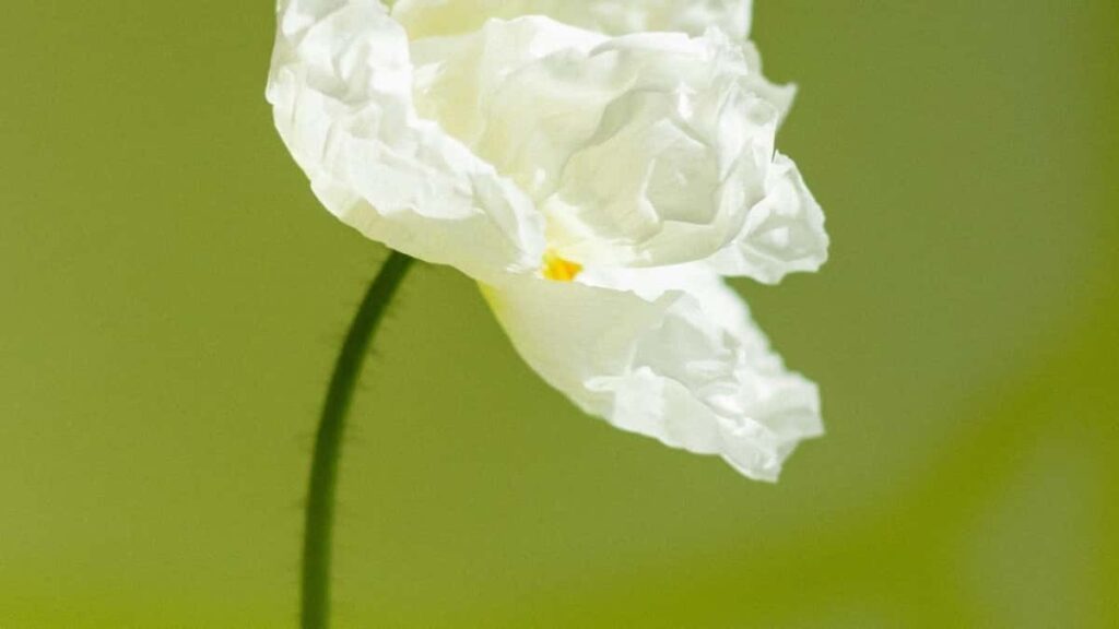 2025 Brazil Instagram All-Category Advertising Rate Card