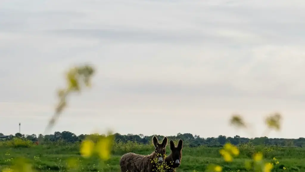 Practical, Eritrea-focused guide to finding Denmark Xiaohongshu (RedNote) creators who can drive app downloads. Pricing, formats, campaign templates, and quick contacts.