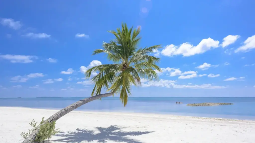 Eritrean advertisers, learn smart ways to find New Zealand WhatsApp creators to boost new beauty launches locally and globally.