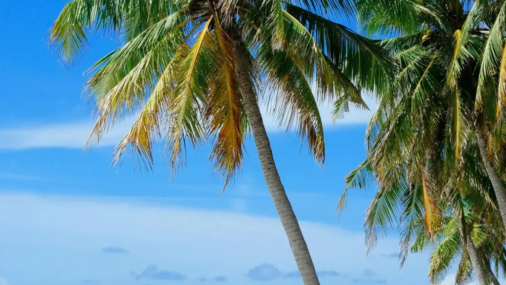 ብኤርትራዊ ሽያጥ ሰብ ከብራዚል ትርድስ ፍርም ኣብ ዳንስ ቻለንጅ ምስ ሽያጥ ክትሰርሕ መንገዲ ዝተረኽበ ሓበሬታ ኣብ ጥራይ እዩ።