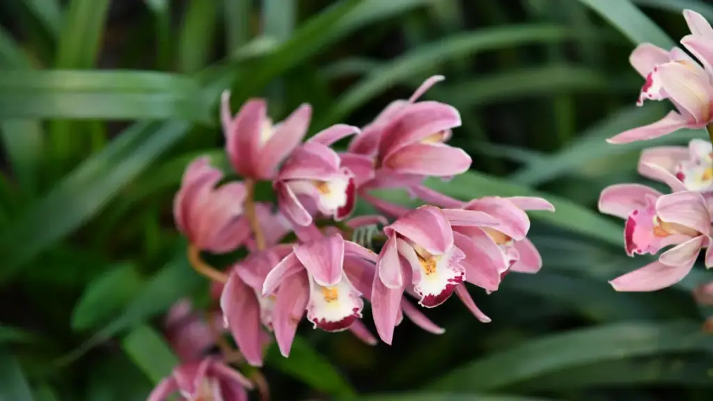 Practical guide for Eritrean advertisers to discover Kenya Xiaohongshu creators and turn followers into buyers, using platform data and ROI insights.