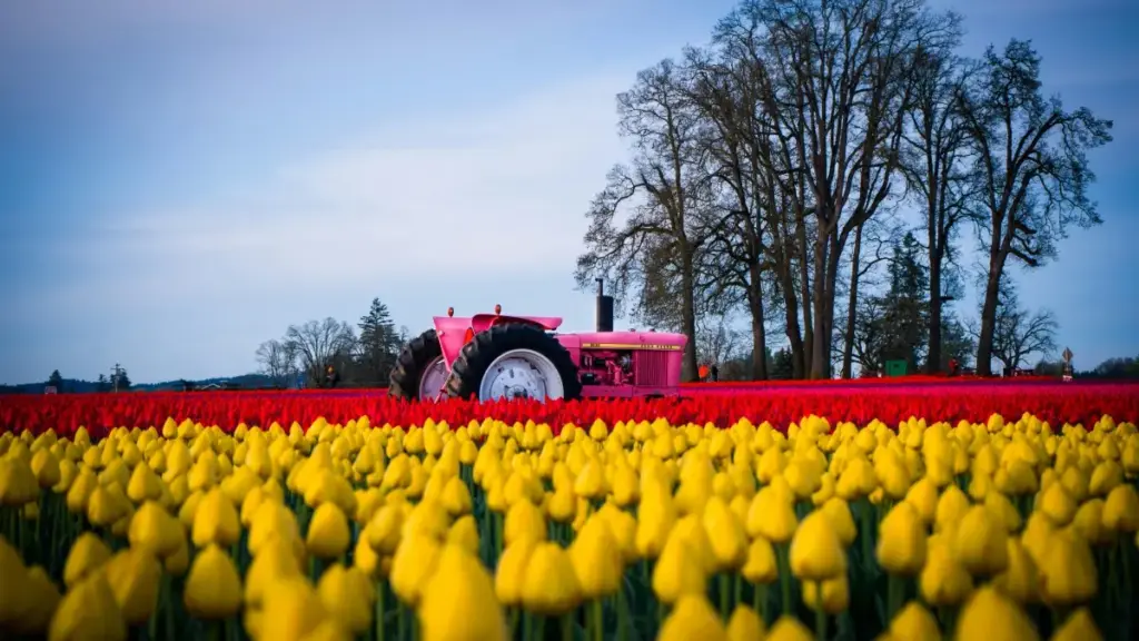 ኣገልጋይ እና ኣድቨርታይዘር ንማልታ ቲሌግራም ክሪየተር ምርመራ እና ከመይ ተኸታተልካ ወይ ንሽያጭ ትምህርቲ ኣብ ሓደ መንገዲ ይሓይሽ።