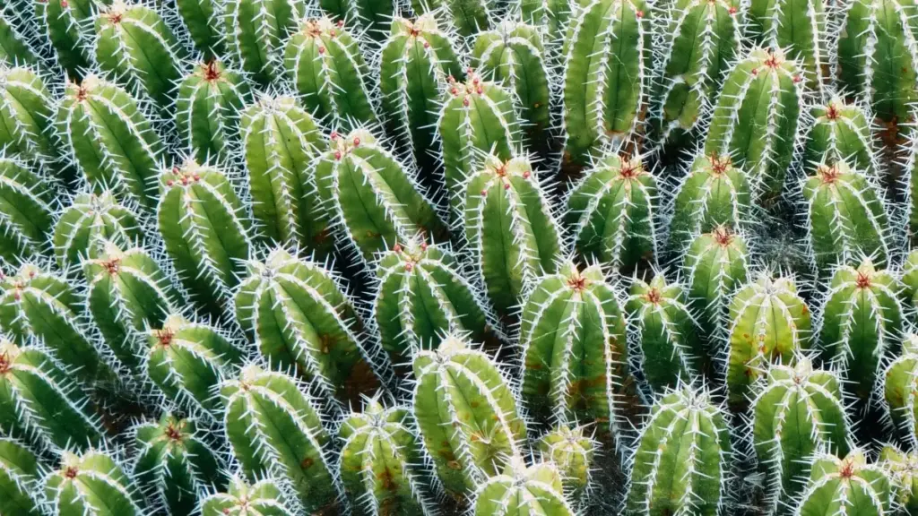 ከሚያንማር ሳውንድክላውድ ፈጣሪዎች ጋር አዲስ ምርት ሃሳቦች ለማስለቀቅ የሚረዱ ምክሮች።