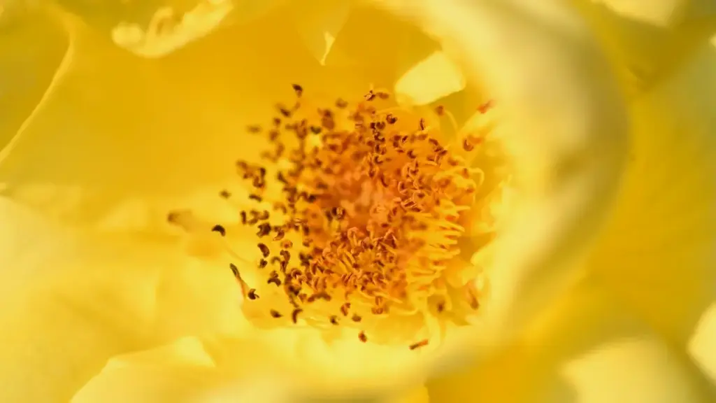 መርሓባ ንግዚኦም ኣባላት፡ እዚ መግለጺ እዩ ንኽንወስድ ኣርታዊ ሩስያ ፍሉይ ShareChat ኣባላት ንስፖንሰር ኣብ behind-the-scenes ዝርከብ ዕቶታት።