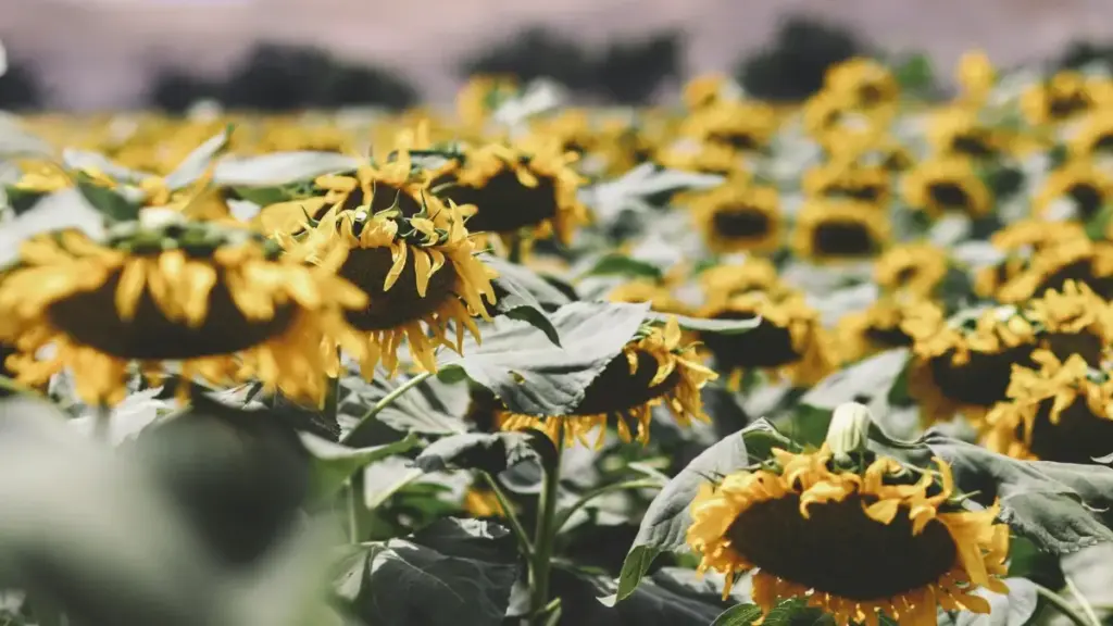 ንፈላለይ ፈጣን እና ግብረ-ስራ ምርታማ መመሪያታት ለማዋል፡ እዚ መጽሓፍ ናይ ግንኙነት ብEtsy ዝተለዋወጠ ለውጢ መንገዲ ይርከብ።