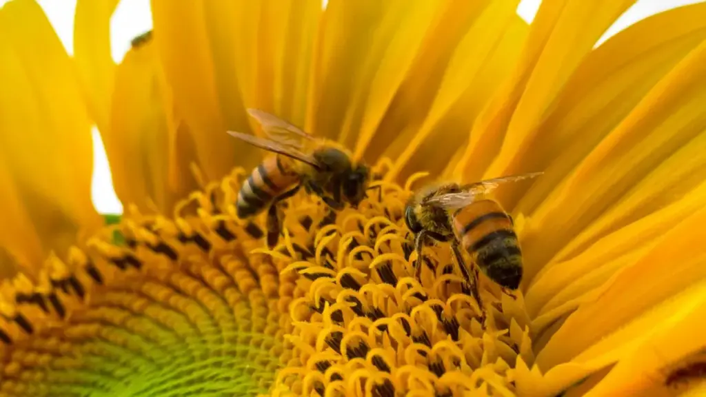 "ከስፖቲፋይ ሓንቲ ፕላትፎርም ብመንገዲ ሸበነ ብዝርግ ሓበሬታ ናይ ቬንዙዌላ ብራንድታት ኣካል ከም እንታይ እንደሊኹ ኣርእስቲ፣ እትዕቀብን ሓበሬታ ርእይቶታት ናብ ጥራይ እዩ።"