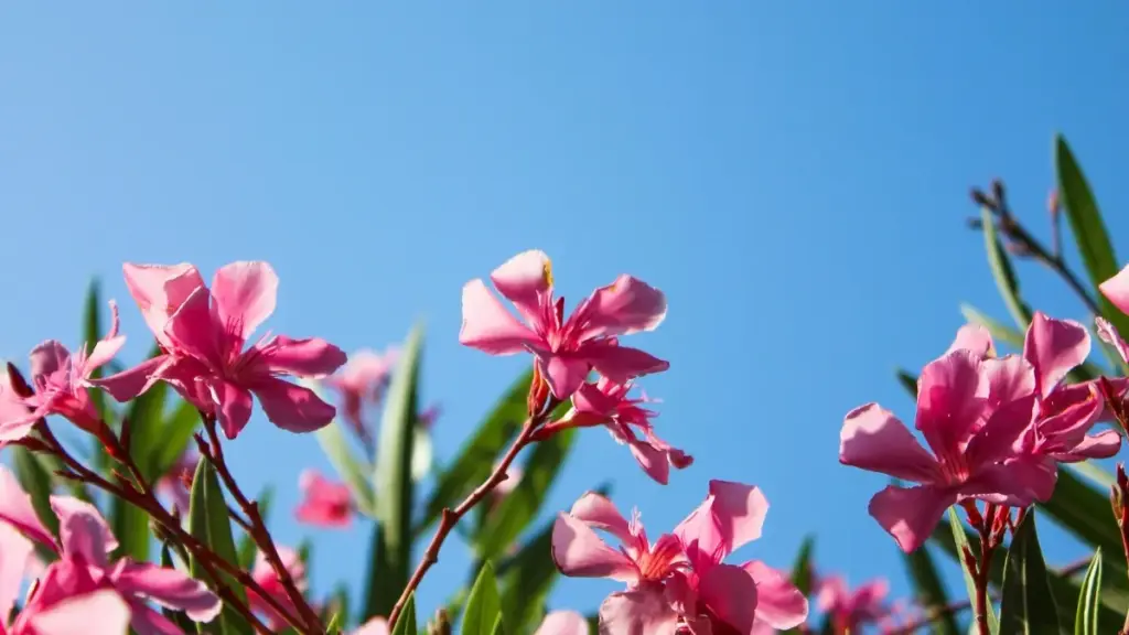 ኣብ Xiaohongshu ንVenezuela ምሕደራት መዳረሻ ንመንገዲ ጉዕዞ መምርሒ ምስ ምስራሕ እትረዳ ኣብ ኤርትራ ክፍል።