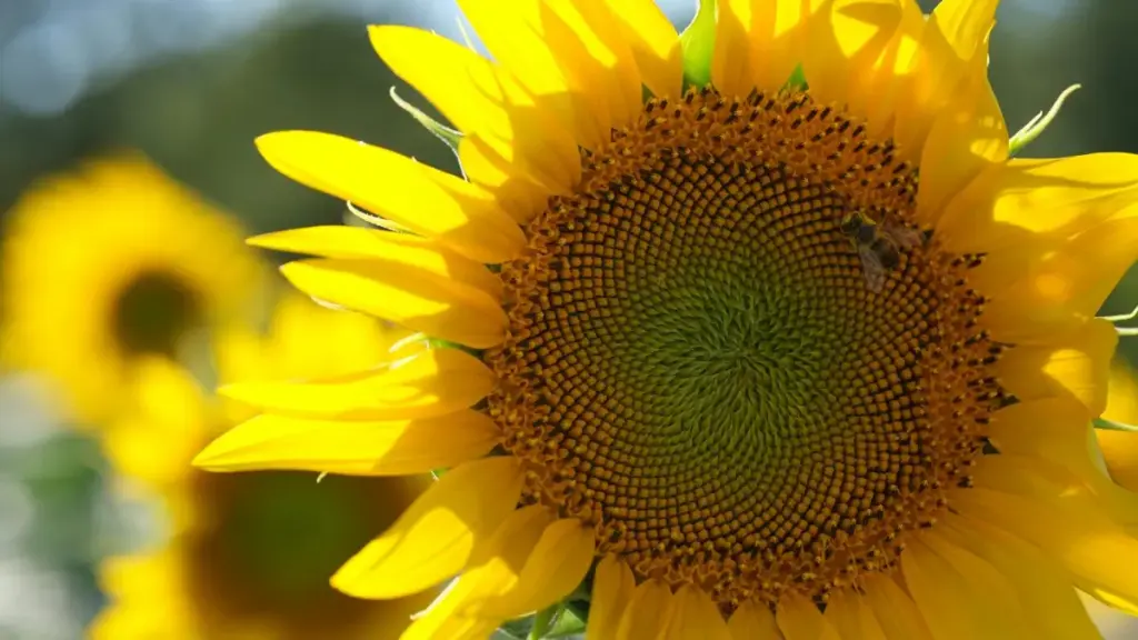 ግዜያዊ መርዓ ሓበሬታ ንኣባላት ናይ ሓገዝ: ኣብ ጨዋታ ኣማኻሪ ማሕበረሰብ ንእትብታ ዝርከብ ንVenezuela eBay creators መንገዲ እንተረኽቦ ኣማራጺ ሓበሬታ።