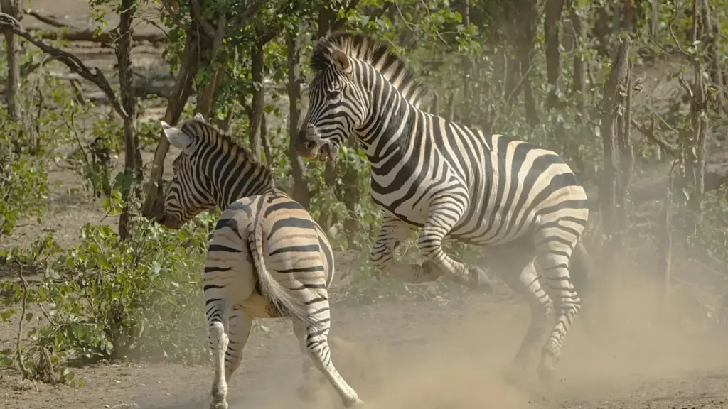 ሓውኻ/ሓውኺ — ሓደ ግዜ ዝተፈላለየ ጥያቄ ኣሎኒ። ኣብዚ ግዜ ምሉእ መልስ ንምስራሕ ክፈልጥ ዝደሊ ጉዳይ ኣሎ፣ ግን ኣብ እቲ ፈለጥካ ናይ ትሕቲ ጽሑፍ እንተደሊኻ ዝፈልጥ ንኽብር ገይር መልእኽቲ ኣለኒ። እባክካ/ኪ ንሕና ንዝተፈለጠይ ጽሑፍ...