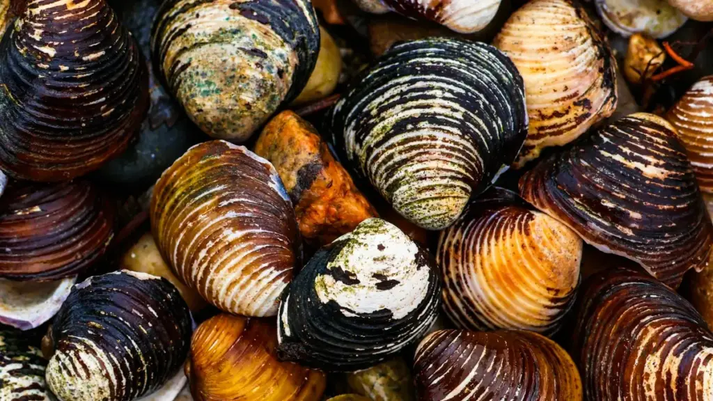 እዚ መጽሓፍ ንኣድቨርታይዘርታት ናብ ኣርሜንያ ሓርጋ SoundCloud ፍለጥን ፕሮዳክት ሲዲንግን ዝኸውን መንገዲ ይወስዳ። ሕቶታት፣ መንገዳትን፣ ስርዓትን ብዝተገባ ሓበሬታ ኣብርሓ እዩ።