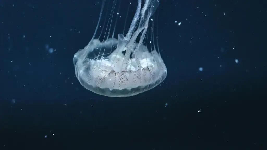 ናይ ኤርትራ ኣድብርታይዘርታትን ማርኬተርን፡ ናይ UK Netflix ክርዕታት ንዳንስ ቻለንጅ ኣብ ኣንተ ዝተለየ ስርዓት እንተረዳእ።