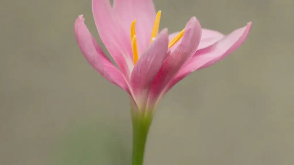 ንፈለጋ ክርከብ ኣብ Hulu ንኣውስትራሊያ ብኣፊሊይት ምርቶም፣ መንገዲ ሕጋዊ፣ ስራሕ ኣርምዮን እና ምርምር ኣብ 2025 ዓ.ም.