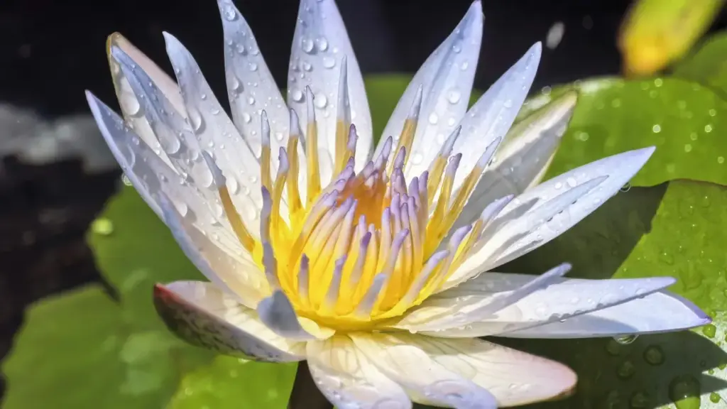 ዝተረዳ መንገዲ ንእቲ Eritrean creator: እንታይ እንተኾይኑ ናብ Ecuador brands ብChingari ንዓብይ ግንኙነት እንዳህዋር እተረኽበ