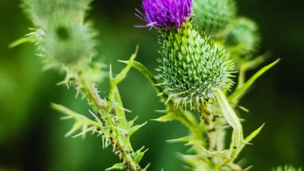 እዚ ጽሑፍ ክሪየተርን ናብ ማልታ ብራንድ ብLinkedIn ንምውዳስ ዝርዝር ስልታት፣ መለማድን ነጻ ምርምርን ይርከብ።