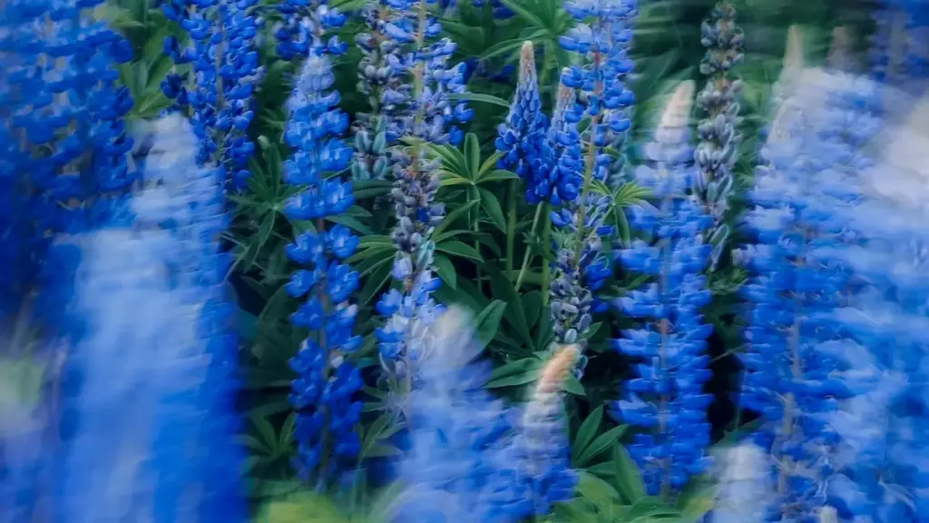 ኣብ 2025፣ ኣዲስ እታ መዕዘን ንኽብር ናይ Ireland Chingari ክሪኤተር ንምፍላጥ ንምርታሕ ሓበሬታ ንምግባር። መንገዲ ፈፅሞ ኣርእያ ኣብ ቋንቋ ትግርኛ.