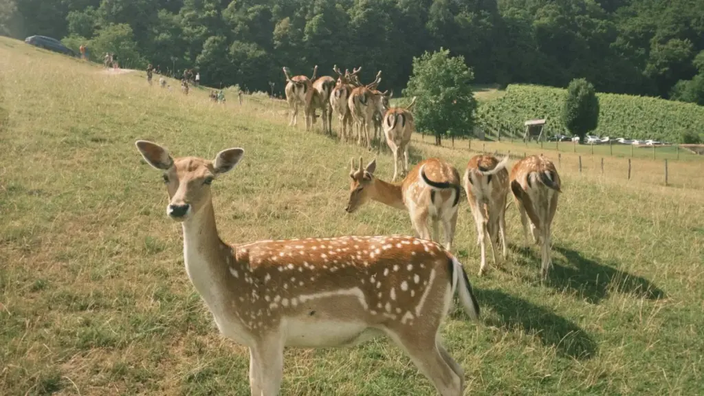 ንባህርያት ናይ Eritrea ዝተሰማማዕ ኣይነት፡ LinkedIn ንJapan creators ንዝወሓደ ኣፕዚንስ ንርእይቶ ኣብ 2025፡ ምሕዳርን ሓበሬታን ንምርሳዕ።