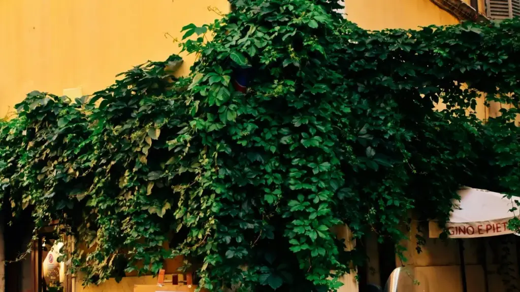 ክንርእይ ንNew Zealand ብራንድስ ብChingari ንምርኣይ ቴስቲሞኒያል ቪዲዮታት — ማሕበራዊ መርገፂ, ስራሕ ኣብ ቀጥታ እታ እንታይ ንምምሕዳር፣ ናይ 2025 ቅዳሜ ርእስ.