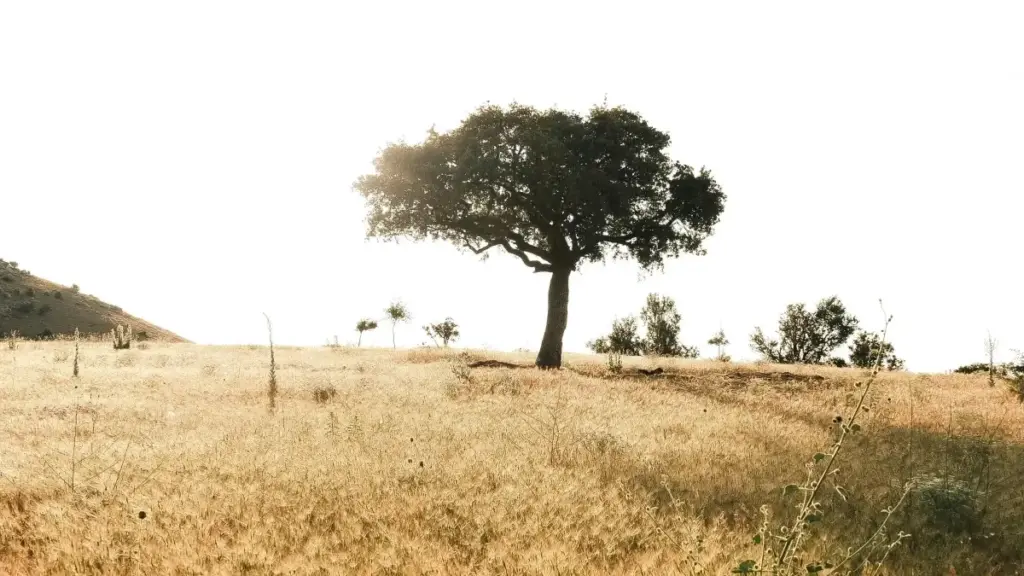 ንፈለጥ ፈለጥ፣ ንፖላንድ ብራንድ ንKuaishou ንምልእኽል ቪሎግ መንገዲ፣ ሓበሬታ፣ ምርምር ንምርምር እና ሓሳብ ኣብ ትግርኛ።