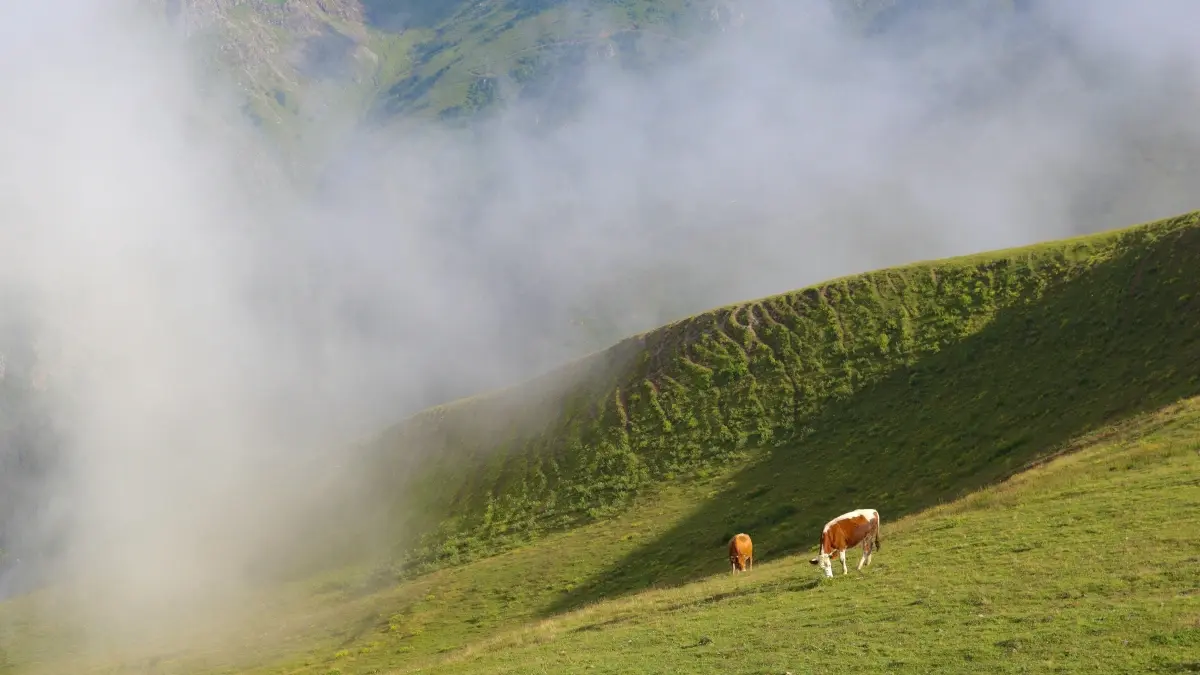 Creator ን Eritrea፡ Spotify ምልእኽላ Switzerland ብርንድ ኣርእያ